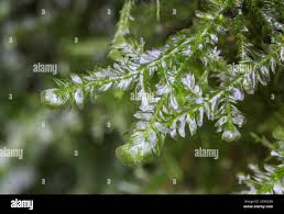 Attēlu rezultāti vaicājumam “Neckera complanata sporophyte”