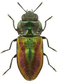 Attēlu rezultāti vaicājumam “Tetratoma fungorum”