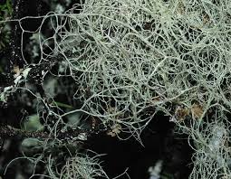 Attēlu rezultāti vaicājumam “Ramalina thrausta”
