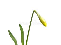 Attēlu rezultāti vaicājumam “Narcissus bud”