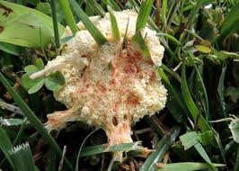 Image result for Fuligo septica