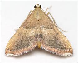 Attēlu rezultāti vaicājumam “Sciota fumella”