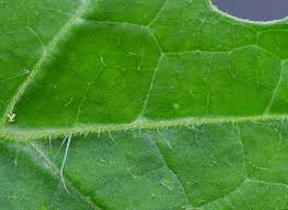 Attēlu rezultāti vaicājumam “Citrullus lanatus leaf”