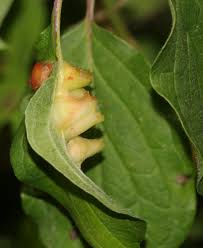Attēlu rezultāti vaicājumam “Cystiphora sanguinea”