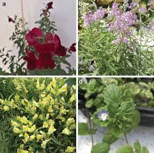 Attēlu rezultāti vaicājumam “Scrophulariaceae”