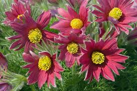 Attēlu rezultāti vaicājumam “Pulsatilla”