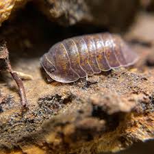 Attēlu rezultāti vaicājumam “Armadillidium pulchellum”