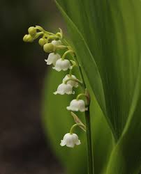 Attēlu rezultāti vaicājumam “Convallaria majalis bud”