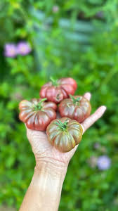 Afbeeldingsresultaat voor purple calabash tomato