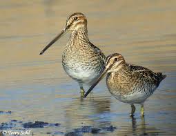 Attēlu rezultāti vaicājumam “Gallinago gallinago eggs”