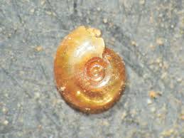 Attēlu rezultāti vaicājumam “Planorbis planorbis”