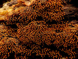 Attēlu rezultāti vaicājumam “Physarum psittacinum”