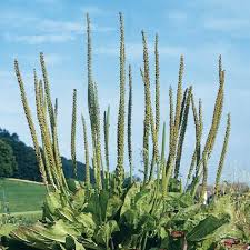 Attēlu rezultāti vaicājumam “Plantago major subsp. intermedia”