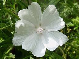 Attēlu rezultāti vaicājumam “Malva moschata alba fruit”