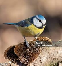 Image result for Cyanistes caeruleus