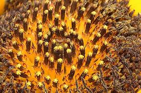 Attēlu rezultāti vaicājumam “Helianthus annuus fruit”