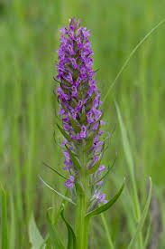 Attēlu rezultāti vaicājumam “Dactylorhiza ochroleuca leaf”