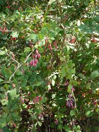 Attēlu rezultāti vaicājumam “Berberis vulgaris”