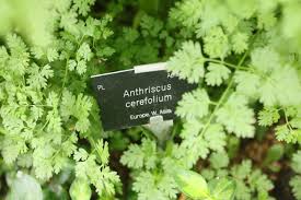 Image result for Anthriscus cerefolium