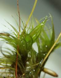 Attēlu rezultāti vaicājumam “Dicranum leioneuron”