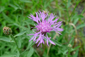 Attēlu rezultāti vaicājumam “Centaurea stoebe flower”