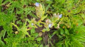 Attēlu rezultāti vaicājumam “Anchusa arvensis leaf”