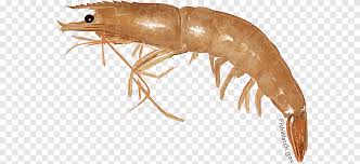 Attēlu rezultāti vaicājumam “Crangon crangon”