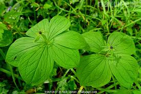 Attēlu rezultāti vaicājumam “Paris quadrifolia leaf”