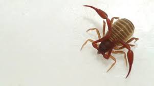 Attēlu rezultāti vaicājumam “Chelifer cancroides”