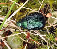 Attēlu rezultāti vaicājumam “Anomala dubia”