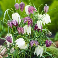 Attēlu rezultāti vaicājumam “Meleagris”