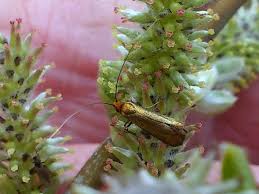 Attēlu rezultāti vaicājumam “Adela cuprella”