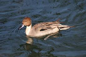 Image result for Anas acuta