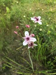 Attēlu rezultāti vaicājumam “Butomus umbellatus fruit”