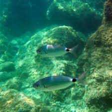 Image result for Oblada melanurus