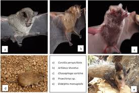 Attēlu rezultāti vaicājumam “Chiroptera”