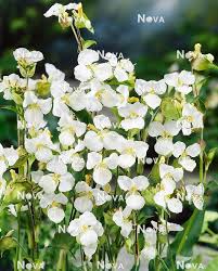 Attēlu rezultāti vaicājumam “Commelina coelestis”