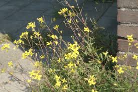 Attēlu rezultāti vaicājumam “Diplotaxis muralis flower”