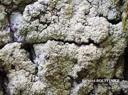 Attēlu rezultāti vaicājumam “Lecanora albella”