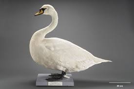 Attēlu rezultāti vaicājumam “Cygnus olor”
