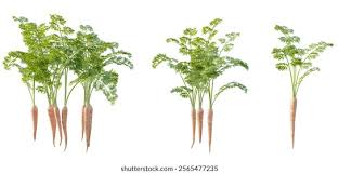 Attēlu rezultāti vaicājumam “Daucus sativus”