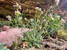Attēlu rezultāti vaicājumam “Cardaminopsis arenosa”