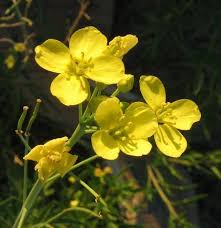 Attēlu rezultāti vaicājumam “Diplotaxis tenuifolia fruit”