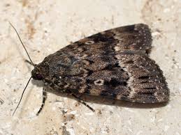 Attēlu rezultāti vaicājumam “Amphipyra”