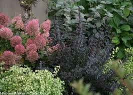 Attēlu rezultāti vaicājumam “Physocarpus opulifolius”