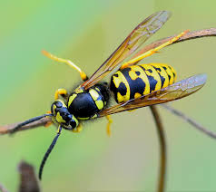 Attēlu rezultāti vaicājumam “Hoplia parvula imago”