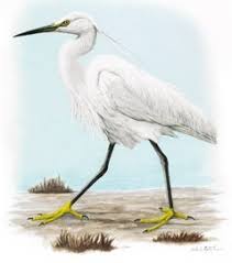 Attēlu rezultāti vaicājumam “Egretta garzetta”