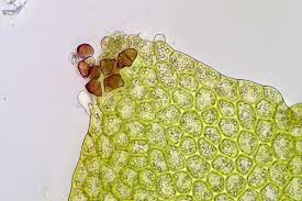 Attēlu rezultāti vaicājumam “Lophozia excisa”