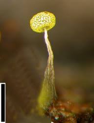 Attēlu rezultāti vaicājumam “Physarum viride var. aurantium”