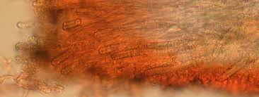 Attēlu rezultāti vaicājumam “Diderma ochraceum spores”